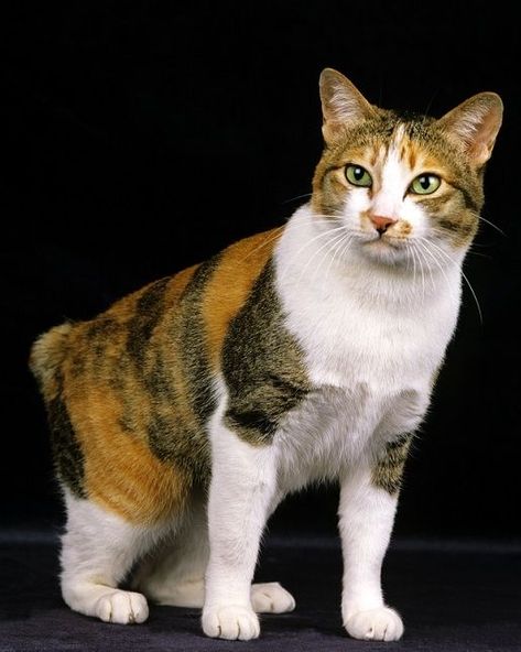 Originating in China about a thousand years ago and later gifted to the emperor of Japan in the 7th century, the Japanese bobtail cat has become a popular house cat across the world. Japanese Bobtail Cat Aesthetic, Japan Animals, Japanese Bobtail Cat, Excited Cat, Kitten Formula, Asian Cat, Nebelung, Purebred Cats, Cat World