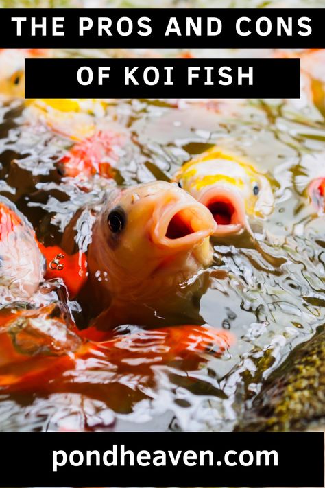 The benefits of owning Koi Fish Meaning Of Koi Fish, Different Types Of Koi Fish, Koi Fish From The Side, Real Koi Fish, Fish Names, Koi Fish Colors, Koi Fish For Sale, Koi Varieties, Butterfly Koi