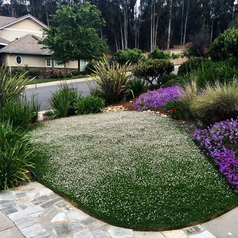 Front Yard Drought Tolerant Landscaping, Lawn Alternatives Drought Tolerant, Sustainable Lawn, Drought Tolerant Plants California, Drought Tolerant Landscape Design, Drought Tolerant Landscape Front Yard, Drought Tolerant Grass, Lawn Alternative, California Landscaping