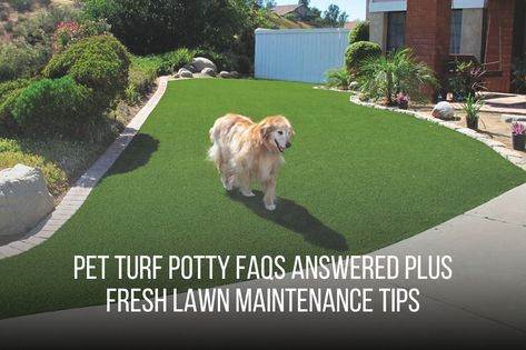 Get the answers to all your pet turf potty FAQs and tips on keeping your lawn fresh and clean. 

https://fieldturflandscape.com/residential/can-dogs-pee-on-artificial-grass/

#petturf #petturfinstallation #artificialgrass #faq Artificial Grass Dog Area, Dog Potty Area, Artificial Grass For Dogs, Turf Backyard, Pet Turf, Best Artificial Grass, Turf Installation, Artificial Grass Installation, Dog Urine