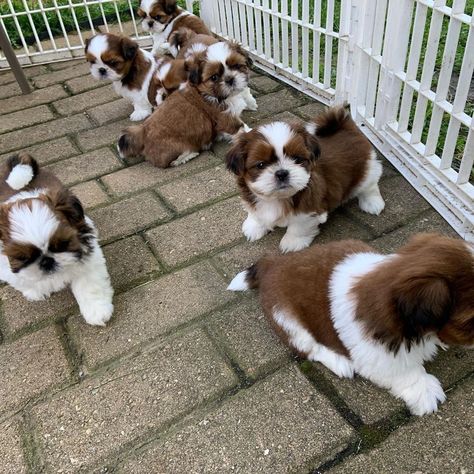 Brown And White Shih Tzu, Shi Tzu Dog, Baby Shih Tzu, Shichon Puppies, Dog For Sale, Shitzu Dogs, Shitzu Puppies, Maltese Shih Tzu, Shih Tzu Puppies