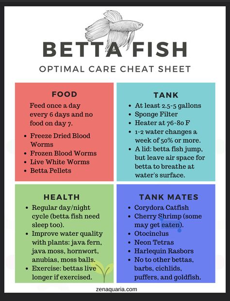 Betta Fish Care Guide, Betta Breeding Setup, Beta Sorority Fish Tank, Beta Tank Setup, Beta Fish Tank Ideas Plants, Beta Fish Tank Ideas Aesthetic, Betta Setup, Aquariums Ideas, Betta Fish Tank Ideas