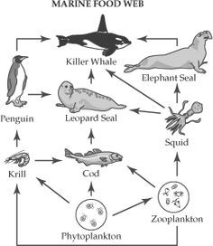 Ocean Food Web- Ocean acidification poses grave threats to Krill ... Food Webs, Food Webs Projects, Ocean Food, Ocean Food Web, Web Activity, Food Web Activities, Marine Science, Ecosystems Projects, Science Camp