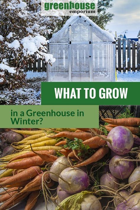 Gardening In Winter, Greenhouse In Winter, Greenhouse Winter, Greenhouse Vegetables, Diy Greenhouse Plans, Winter Greenhouse, Outdoor Greenhouse, Greenhouse Plants, Greenhouse Growing