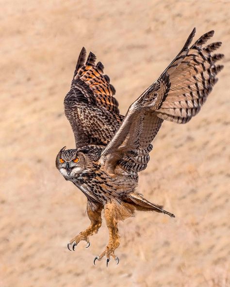 Owl Tattoo Drawings, Owl In Flight, Eurasian Eagle Owl, Owl Wings, Owl Photography, Owl Artwork, Eagle Owl, Owl Photos, Owl Pictures