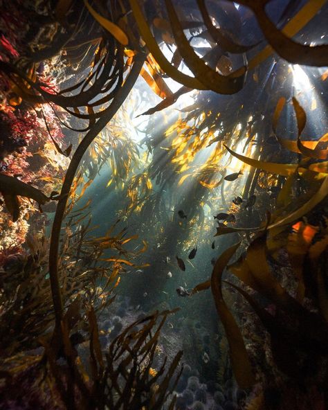 Helen Walne в Instagram: «Hello, kelp. Hello, fish. Hello, beautiful crazy copper-rubbed world. Hello, coins on tracks. Hello, frog in its throat in a soft trench in…» Beautiful Crazy, Kelp Forest, Mermaid Aesthetic, Hello Beautiful, Nature Aesthetic, Pretty Places, Marine Life, Sea Creatures, Mother Earth