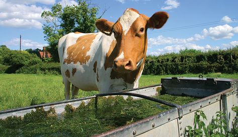 Got livestock water troughs with green algae in them? This can deter livestock from drinking and make them sick. Here's how to keep it out of your tanks. Cow Trough, Horse Water Trough, Livestock Water Trough, Galvanized Stock Tank, Goat Playground, Horse Trough, Horse Water, Raising Farm Animals, Homestead Life