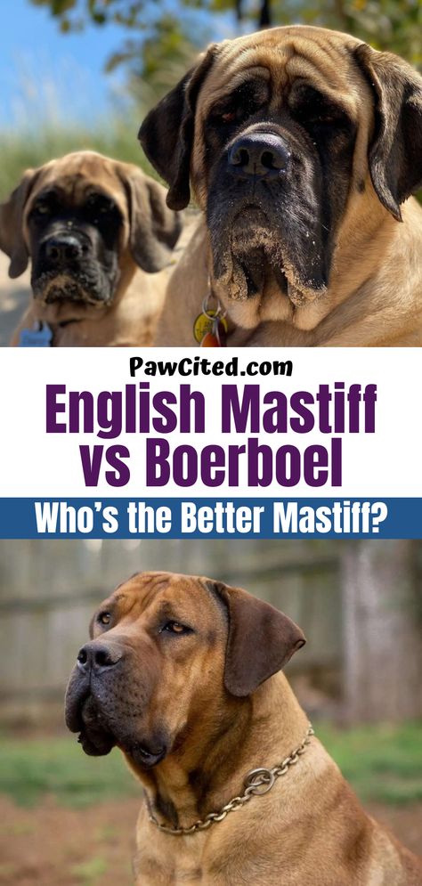 English Mastiff or Boerboel? Having difficulties in choosing one? Worry no more! To aid you in making a major decision, we have laid out a comprehensive article that touches every important aspect of knowing both. #englishmastiff #boerboel #dogbreed #dogcomparison #dogs Boerboel Mastiff, Mastiff Dog Breeds, Akc Breeds, Dog Suit, Mastiff Dogs, Dog Training Advice, Puppy Training Tips, English Mastiff, Eyes Problems