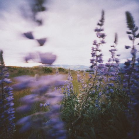 Between Two Worlds, Pics Art, Nature Aesthetic, Photography Inspo, Pretty Pictures, Film Photography, Mother Nature, Purple Flowers, The Sky