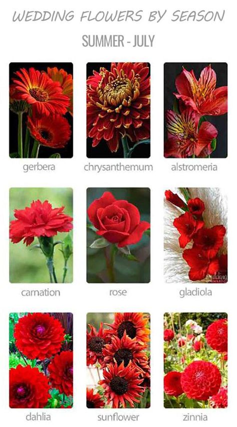 Choosing Wedding Flowers By Season | Wedding Forward Flowers By Season, Flower Decor Ideas, Wedding Flower Decor, Seeds Growing, Flower Reference, July Flowers, Flower Chart, Red Wedding Theme, Blue Bride