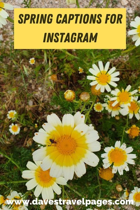 100+ Best Spring Instagram Captions – They’re ‘Blooming’ Good! Spring Captions, Spring Jokes, Blossom Quotes, March Dump, Flower Captions For Instagram, Natural Beauty Quotes, March Quotes, Citations Instagram, Captions For Couples