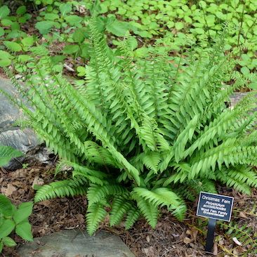 Polystichum acrostichoides, Christmas Fern (Evergreen) - Keystone Wildflowers Christmas Fern, Evergreen Ferns, Lady Fern, Japanese Painted Fern, Holiday Floral Arrangements, Evergreen Garden, Name Christmas, Holiday Floral, Woodland Garden