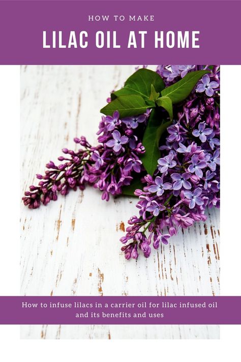 Lilac Oil, Lilac Essential Oil, Diy Natural Beauty Recipes, Diy Beauty Products, Easy Diy Beauty Products, Lilac Scent, Skincare Recipes, Natural Skincare Recipes, Beauty Hacks Skincare