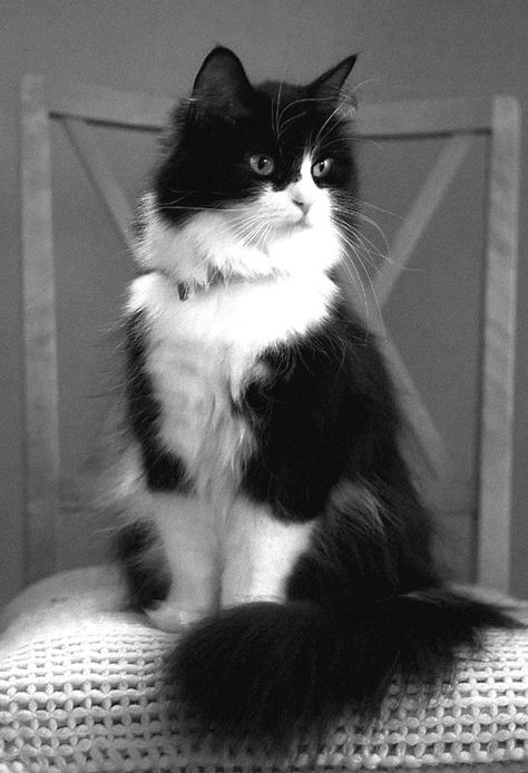 This cat looks so much like my Parker. He was a beautiful cat. Tuxedo Cats, Söt Katt, Domestic Animals, Black And White Cat, Forest Cat, Norwegian Forest Cat, Skateboarder, Cat Facts, White Cats