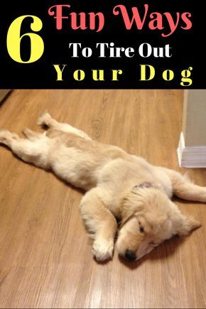 Tired Funny, Easiest Dogs To Train, Dog Behavior Problems, House Training Dogs, Games Ideas, Dog Games, Dog Training Advice, Dog Brain, Puppy Training Tips