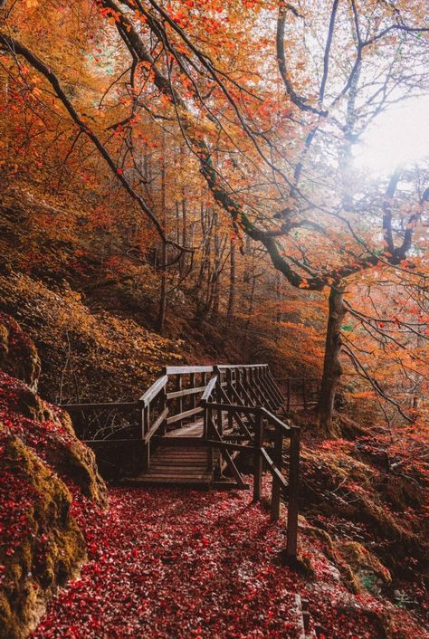 Late Fall Aesthetic, Early Fall Aesthetic, Scotland Hiking, Dark Fall, Dark Autumn, Fall Hiking, Geocaching, Dark Academia Aesthetic, Vintage Fall