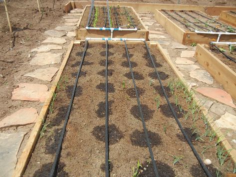 vegetable garden irrigation systems | First Two Pads Using 4 lines of “Drip Tape” with 12″ Spacing Drip Line Irrigation, Drip Irrigation System Design, Irrigation System Design, Garden Watering System, Drip System, Drip Irrigation System, Garden Types, Healthy Garden, Drip Irrigation