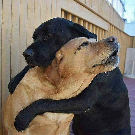 Dogs Hugging, Very Cute Dogs, Funny Animal Photos, Animals Friendship, Cute Dogs And Puppies, Cane Corso, Cute Animal Pictures, Animal Friends, Black Dog