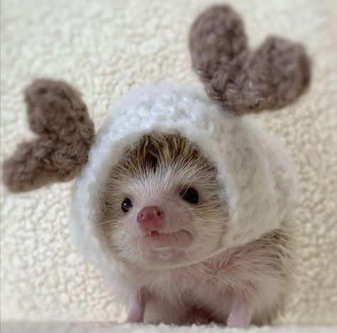 Funny Hedgehog, Hedgehog Pet, Cute Ferrets, Baby Hedgehog, Cute Small Animals, Funny Animal Photos, Cute Hedgehog, Super Cute Animals, Silly Animals