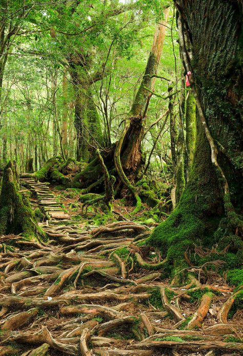 Japanese National Parks, Japan Wilderness, Yakushima Forest, Yakushima Japan, Yakushima Island, Flame In The Mist, Japan Forest, Japan Nature, Kafka On The Shore