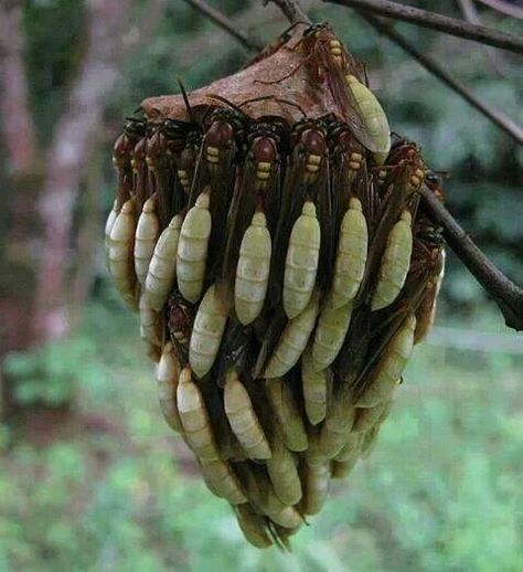 Absolutely amazing nest Cool Insects, Wasp Nest, Bees And Wasps, Cool Bugs, A Bug's Life, Night Photo, Beautiful Bugs, Creepy Crawlies, Arthropods