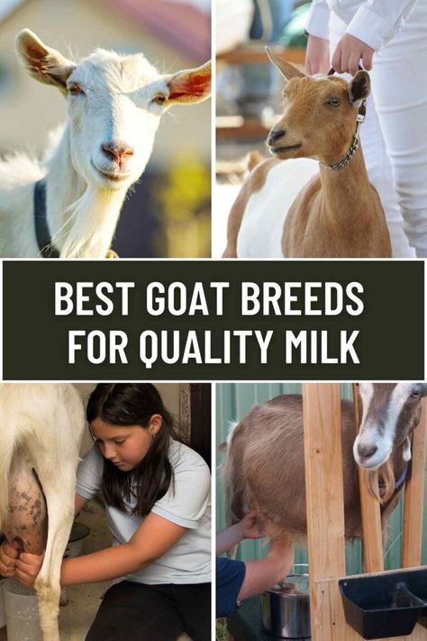 Best Goat Breeds For Quality Milk 3 Best Milking Goats, Milk Goats For Beginners, Goat Names List Of, Best Goat Breeds For Milk, Goats For Milk, Milking Goats, Goats Milk Shampoo, Nubian Dairy Goats, Milk Goats