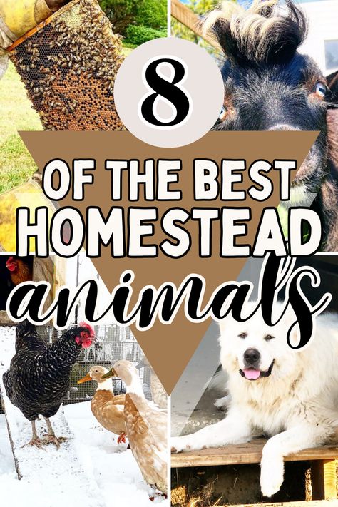 homestead animals Best Animals For Homestead, Best Homestead Animals, Animals For Homesteading, 20 Acre Homestead Layout, 3 Acre Homestead Layout, 2 Acre Homestead Layout, Homestead Layout 5 Acres, 10 Acre Homestead Layout, Small Homestead Layout