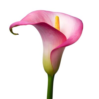 Pink Calla Lily, Pink Calla Lilies, Calla Lily, Free Png, Free Download, Royalty, Royalty Free, Lily, For Free