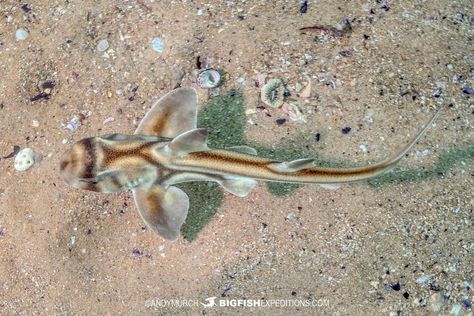 Port Jackson Shark, Baby Shark, Sharks, Animal Lover, Animals