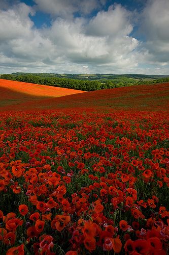 Poppies | Must be viewed in B l a c k M a g i c www.dennisre… | Flickr Poppy Field, Alam Yang Indah, Flower Field, Landscaping Ideas, Albania, Amazing Nature, Cottage Style, Beautiful World, Red Flowers