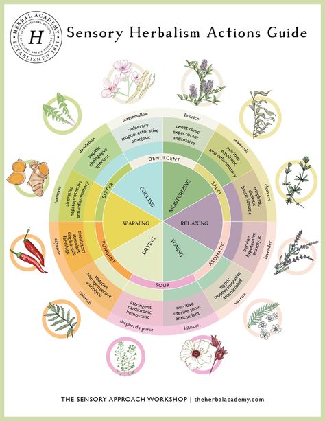 The Sensory Approach Workshop – Herbal Academy Herbal Workshop, Hope Flower, Herbal Academy, Botanics Skin Care, Apothecary Style, Herbal Recipes, Aura Colors, Low Tech, Product Ideas