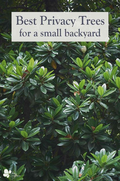 If you have a small yard and need some privacy, then here are 18 great trees that will be great for privacy. These trees have dense foliage, many are evergreen and fast growing. They can fit a compact space. Come take a look at our list of best trees to get privacy for a small outdoor space. #artsyprettyplants #backyardideas #diylandscaping #yardideas #outdoordecor #curbappeal Tree Hedge Ideas, Mixed Tree Privacy Screen, Potted Trees For Privacy, Privacy Evergreen Trees, Backyard Evergreen Trees, Where To Plant Trees In Backyard, Best Evergreen Trees For Privacy, Shade Evergreen Trees, Trees For Backyard Landscaping