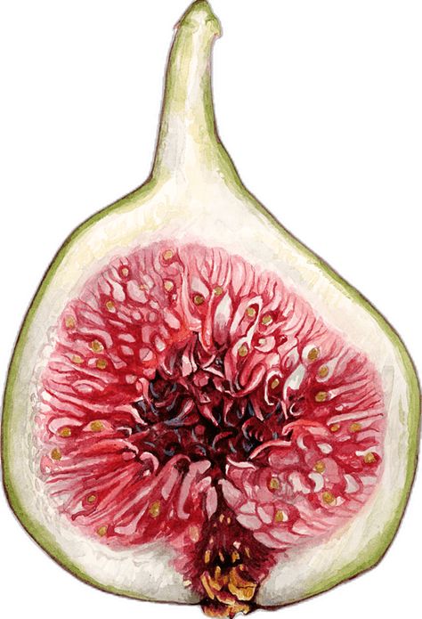 Figs Painting, Fig Illustration, Fig Painting, Fig Art, Fruit Drawings, Fig Drawing, Sacred Garden, Fruits Drawing, Fruit Illustration