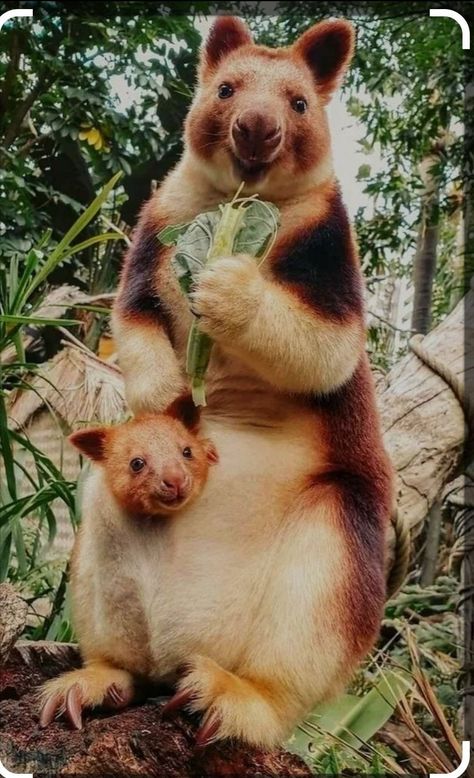 Unusual Animals, Animal Habitats, Australian Animals, Cute Wild Animals, Wildlife Animals, Cute Creatures, Zoo Animals, Animal Photo, Exotic Pets