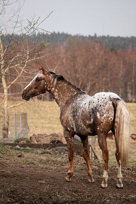 Pretty Appy Colours Horse Inspiration, Domestic Animals, Appaloosa Horses, Majestic Horse, All The Pretty Horses, Horse Crazy, Equine Photography, Horse Life, Appaloosa