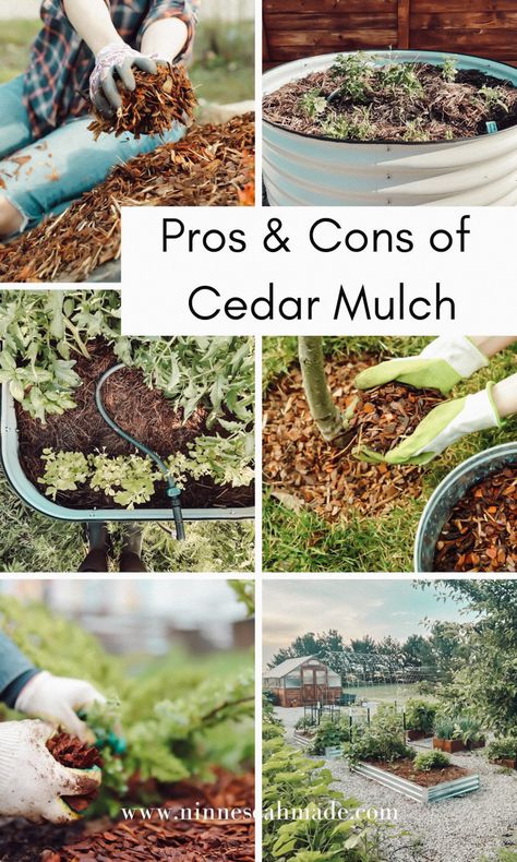 The Pros and Cons of Cedar Mulch - Ninnescah Made Ninnescah Homestead, Garden Bark, Cedar Mulch, Natural Household Products, Tree Mulch, Strawberry Beds, Acre Homestead, Mulch Landscaping, Homesteading Ideas