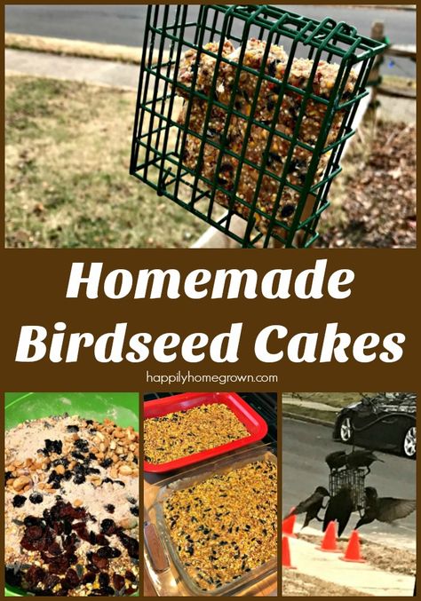 Learn how to make these homemade birdseed cakes and keep your feathered friends visiting the yard all season long!   via @homegrownhuston How To Make Birdseed Cakes, Birdseed Cakes, Bird Seed Cakes, Homemade Birdseed, Bird Suet, Suet Cakes, Homeschool Nature Study, Seed Cake, Homesteading Diy