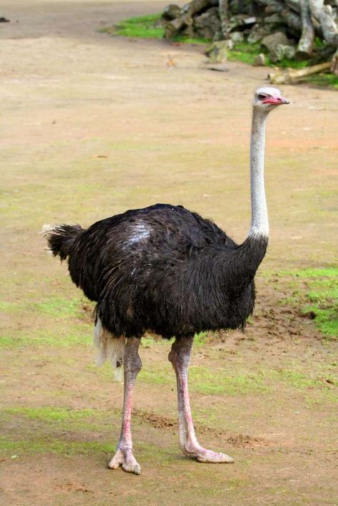 Ostrich Bird, African Birds, Dangerous Animals, List Of Animals, Big Animals, Wildlife Safari, Safari Park, Southern Oregon, Bird Wallpaper