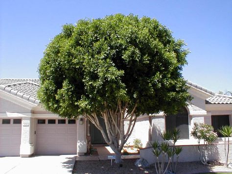 Ficus nitida Ficus Nitida, Ryukyu Islands, Ficus Microcarpa, Green Zone, Ficus Tree, Plant List, New Caledonia, Fast Growing, Archipelago