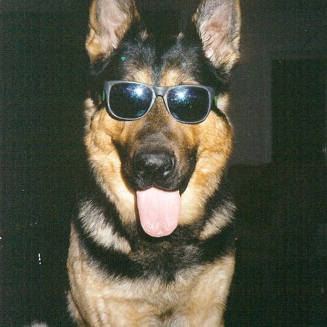 high school sucks Stop Animal Cruelty, Wearing Sunglasses, German Shepherd Dogs, Shepherd Dog, Mans Best Friend, Animals Friends, The Floor, Dog Life, I Love Dogs