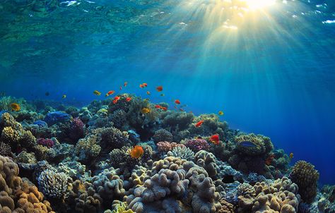 Shell shocked: Emerging impacts of our acidifying seas | Science News for Students Coral Reef Landscape, Coral Reef Ecosystem, Ocean Acidification, Ocean Ecosystem, Marine Landscape, California Academy Of Sciences, Ocean Backgrounds, Shell Shock, Inner Work