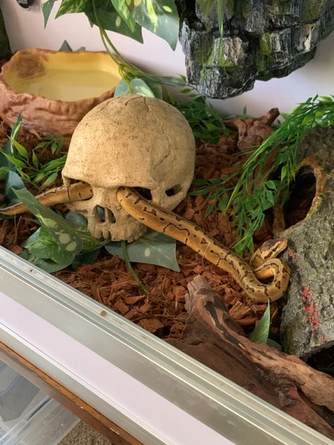 Lemon Blast Ball Python, Snake Cage Setup, Pretty Snake Enclosure, Mexican Black King Snake Enclosure, California King Snake Habitat, Hall Python Enclosure, Ball Python Cage Setup, 4x2x2 Ball Python Enclosure, Python Terrarium Ideas