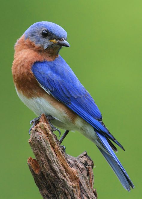 Backyard Birds Watching, Backyard Birds Sanctuary, Eastern Bluebird, Missouri State, Bird Seed, Backyard Birds, Bird Pictures, Pretty Birds, Bird Photo