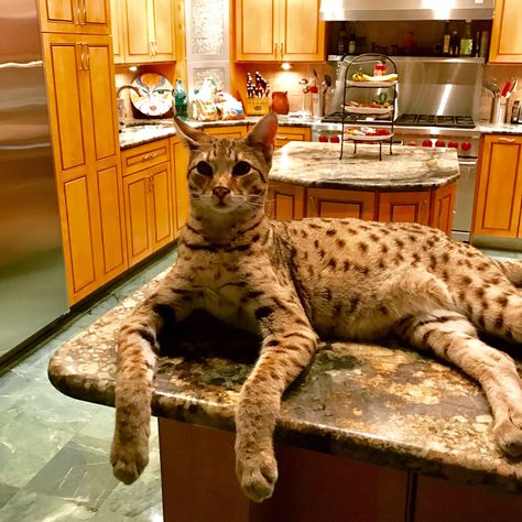 Savannah Weights | Page 41 | Savannah Cat Chat - THE Place for Savannah Cat Talk Big House Cats, Largest Domestic Cat, Large Domestic Cat Breeds, Savannah Kitten, Large Cat Breeds, Domestic Cat Breeds, Serval Cats, Exotic Cats, Savannah Cat