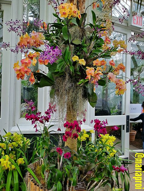 Singapore Orchid, New York Botanical Garden, Orchid Show, Growing Orchids, Botanical Garden, Flower Photos, Backyard Landscaping Designs, Botanical Gardens, Backyard Landscaping