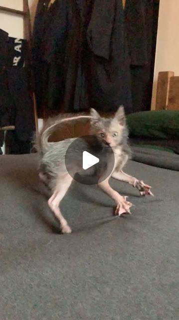 Werewolf Cat Lykoi, Goblin Cat, Yoda Cat, Dobby Cat, Werewolf Cat, Goblin Mode, Lykoi Cat, Wolf Cat, Kitten Videos