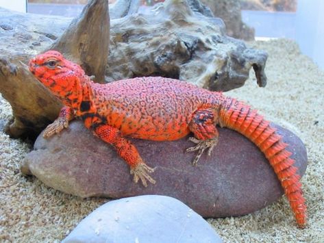 Spiny-tailed Lizard (Uromastyx geyri) native to Deserts of North Africa and the Middle East Uromastyx Lizard, Baby Reptile, Red Lizard, Chameleon Lizard, Pet Lizards, Reptile Snakes, Cute Reptiles, Cold Blooded, Chameleons