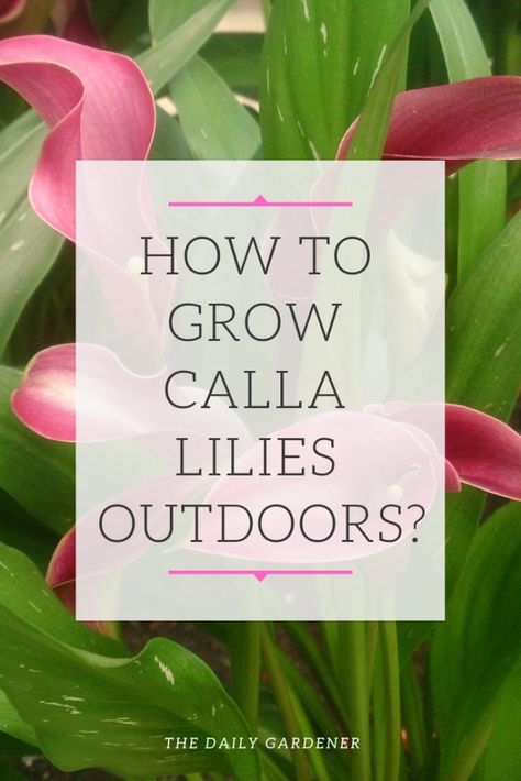 Calla Lily Flower Bed, Calla Lilies Garden, Calla Lily Landscaping Ideas, Catalilly Flower, Calla Lily Plant Care, Calla Lily Care Outdoor, Calla Lily Planter Ideas, Calla Lillie’s, Lily Garden Ideas