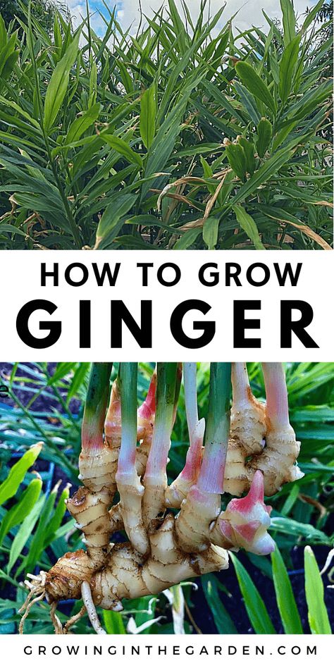 Growing Ginger Indoors, Ginger Plants, Lawn Ideas, Growing Vegetables In Pots, Growing Ginger, Tattoo Plant, Grow Herbs, Ginger Plant, Vegetable Garden Diy