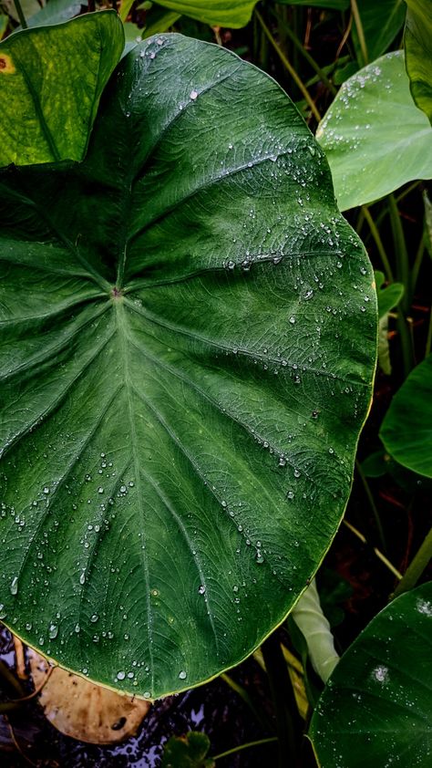 Taro Leaf, Taro Leaves, Foliage Art, Aesthetic Plants, Amazing Plants, Plant Aesthetic, Motivational Art, Leaf Wallpaper, Close Up Pictures